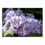 Lilacs in Full Bloom