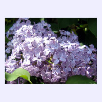 Lilacs in Full Bloom posters