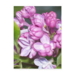 Lilacs in Oregon