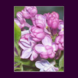 Lilacs in Oregon