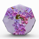 Lilacs in Springtime Award