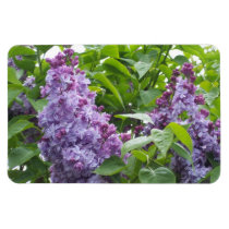 Lilacs Magnet