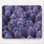 LILACS