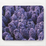 LILACS