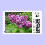 Lilacs postage stamp stamps