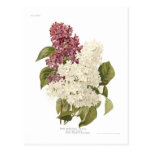 Lilacs Postcard