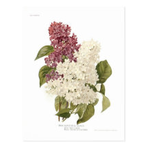 Lilacs Postcard
