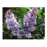 Lilacs   ... postcards