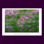 Lilacs