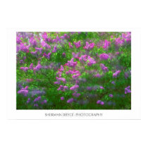 Lilacs posters