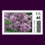 Lilacs Stamp