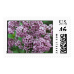Lilacs Stamp