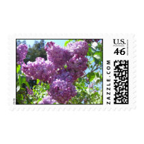 Lilacs Stamps by wingedturtle Lilacs Stamps