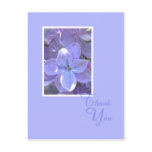 Lilacs Sympathy or Death Thank You Postcard