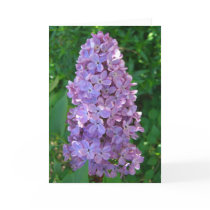 Lilacs Up Close Cards by wingedturtle Lilacs Up Close Cards