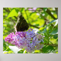 Lilas de la mariposa poster