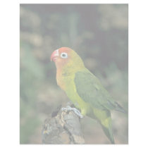 Lilians Lovebird Letterhead