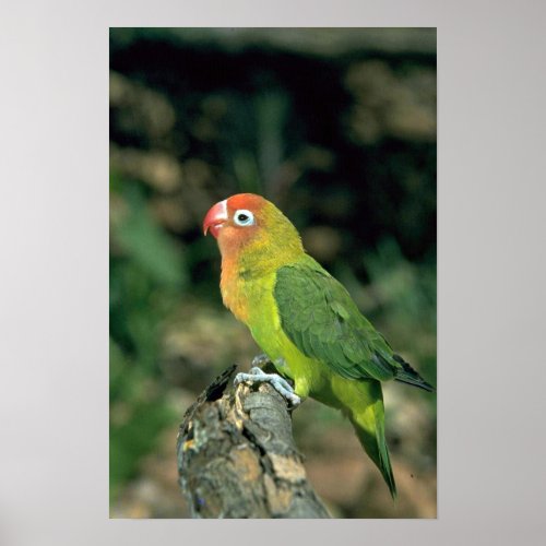Lilians Lovebird print
