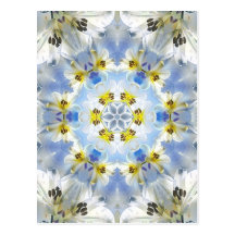 Lilie weiß - Lily White Postcards