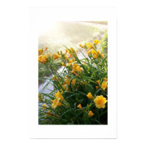 Lilies 1 posters by ookla Lilies 1 posters