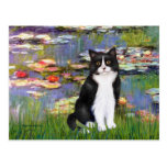 Lilies 2 - Black and White Cat Postcards