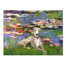 Lilies 2 - Whippet #2 Postcards