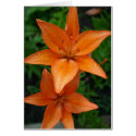 Lilies 3 cards