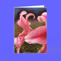 Lilies after the rain cards