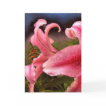 flower, greetingcard, card, red, floral, lily,