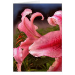 Lilies after the rain card