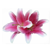 Lilies Arm in Arm posters