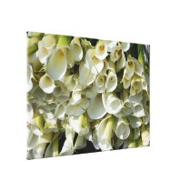 Lilies at Calla Lily Plantation, Taiwan canvas prints