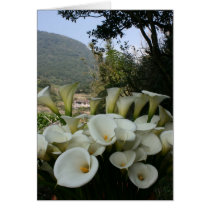 Lilies at Calla Lily Plantation, Taiwan cards
