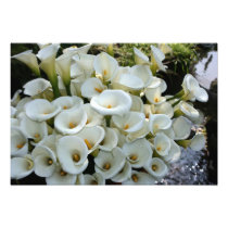 Lilies at Calla Lily Plantation, Taiwan photography