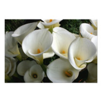 Lilies at Calla Lily Plantation, Taiwan photography