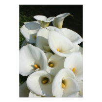 Lilies at Calla Lily Plantation, Taiwan photography