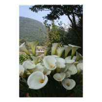 Lilies at Calla Lily Plantation, Taiwan photography