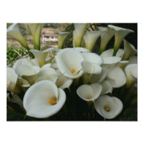 Lilies at Calla Lily Plantation, Taiwan photography