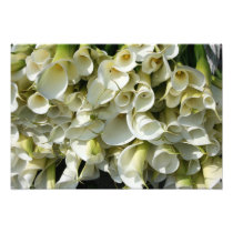 Lilies at Calla Lily Plantation, Taiwan photography