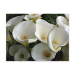 Lilies at Calla Lily Plantation, Taiwan Post Card