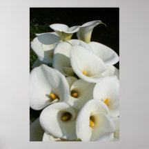 Lilies at Calla Lily Plantation, Taiwan Poster