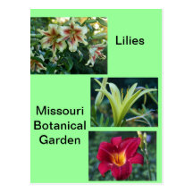 Lilies at Missouri Botanical Garden Postcard