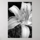 lilies bw posters