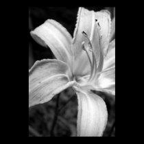 lilies bw posters