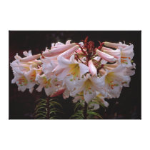 Lilies Gone Wild On Canvas Stretched Canvas Prints