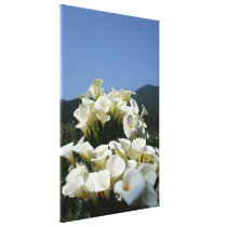 Lilies growing at Calla Lily Plantation, Taiwan canvas prints
