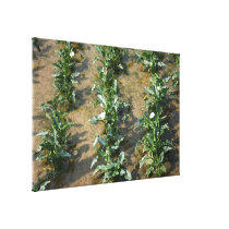 Lilies growing at Calla Lily Plantation, Taiwan canvas prints