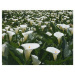 Lilies growing at Calla Lily Plantation, Taiwan flyers