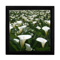 Lilies growing at Calla Lily Plantation, Taiwan gift boxes