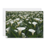 Lilies growing at Calla Lily Plantation, Taiwan Custom Invites